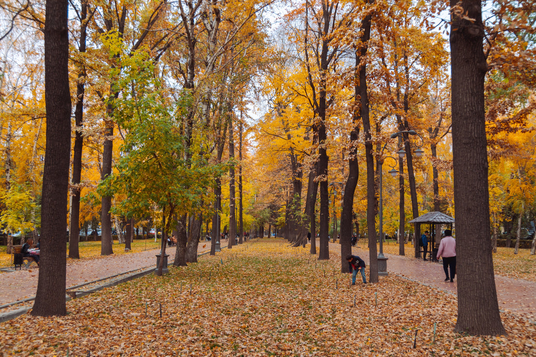 Beautiful city park during the fall season