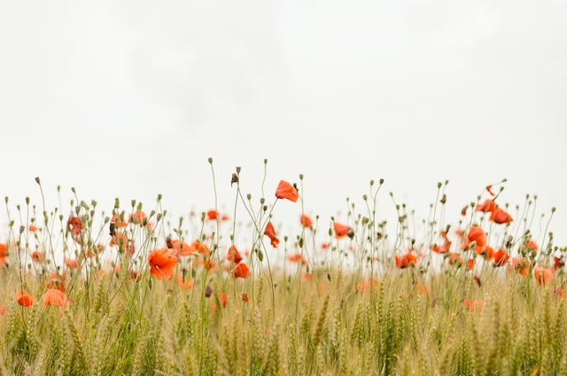 sustainable aftercare header: poppy flower field