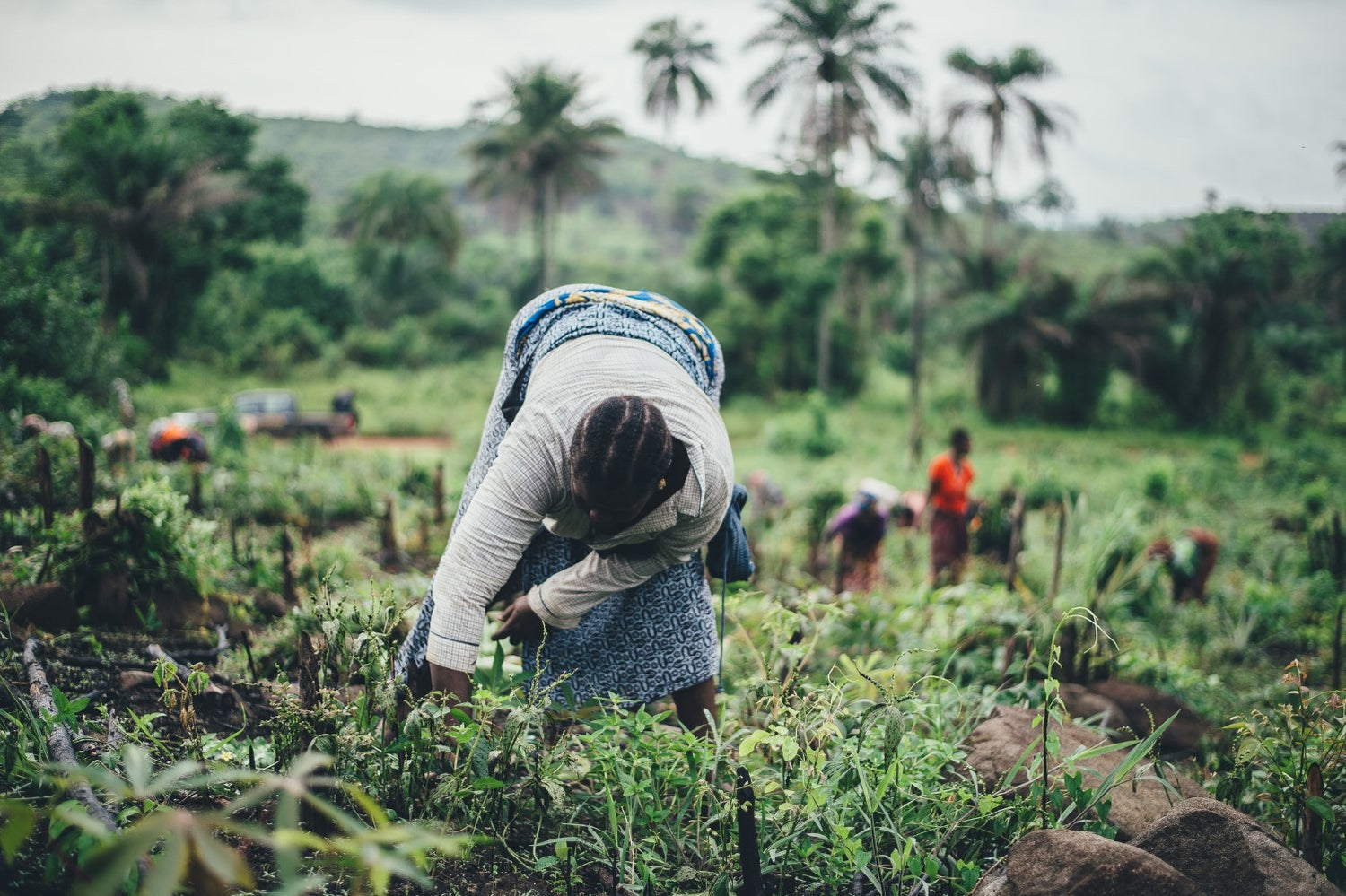 Young woman working on a plantation in Africa