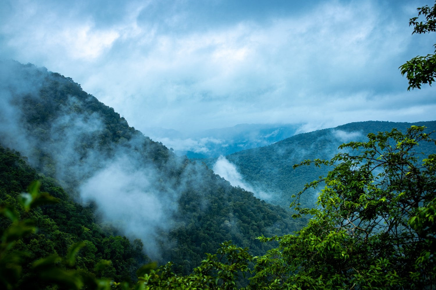 Foggy rainforest