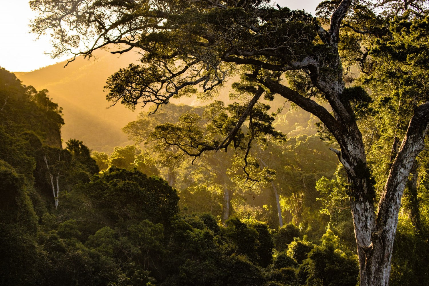 Sunrise in a forest